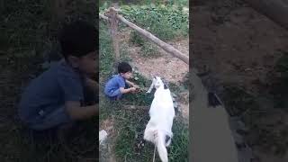 cute baby with little goat #viral #shorts #cute #cutebaby #funny #kids #song #baby #comedy #bakr