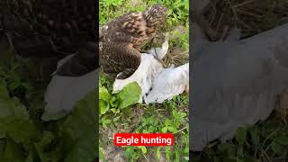 eagle hunting #birds #eaglehunting #shikratraining