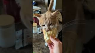 ❤️🐈 Funny cats ❤️🐈 , ❤️Cute cats #CatHouse  episode 732