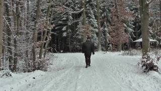 Ein Spaziergang im Winterwald