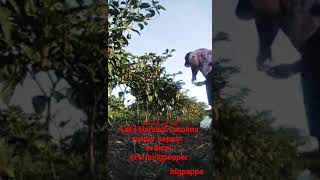 Harvest time!carolina reaper pepper@bicol | farming pepper by bigpappa #subscribe #carolinareaper