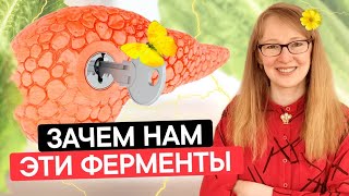 Какая еда облегчает работу поджелудочной железы. В чем сила пищевых ферментов.