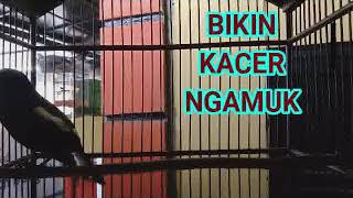 LIHAT!!! KACER DAHIT BIKIN SEMUA KACER NGAMUK