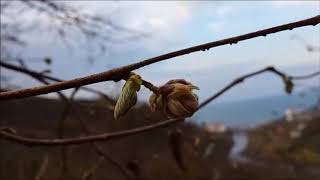 Fındık Kozalak Akarı Zararı ve Mücadelesi