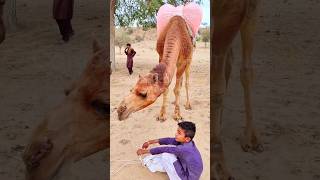 Little Boy with young Camel