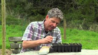 Growing Chickpeas - How to sow and grow Chickpeas