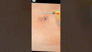 मच्छर काटने पर खुजली क्यों होती हैं || why mosquito bite itchidyudabhi #newwhatsappstatus #sorts