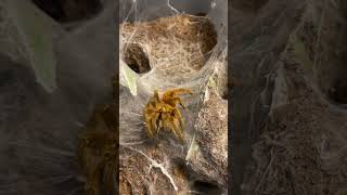 Orange Tarantulas? They really exist? Orange baboon tarantula vs cricket. Pterinochilus murinus