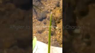 Native Rainbow Trout in a small creek!