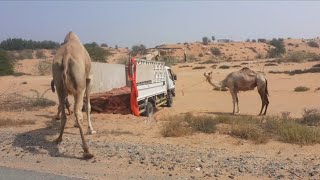 Camel loading in the desert Abu Dhabi UAE . Gulf Camel