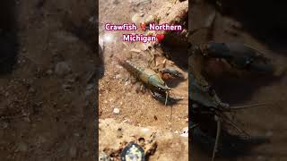 Crawfish 🦞 Northern Michigan #shorts #crawfish #seafood #shortvideo #shortsfeed #foodie #fyp #short