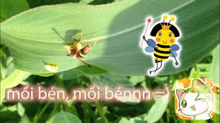 #an3 | Ra ruộng bắp chơi gặp ONG BẮT MỒI | The bee catched a worm | Tuấn Mai Vlog