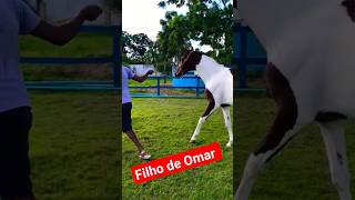 Filho de Omar #viral#agro