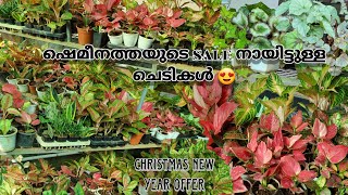 ഷെമീനത്തയുടെ sale നായിട്ടുള്ള ചെടികൾ😍/christmas special offer/malayalam