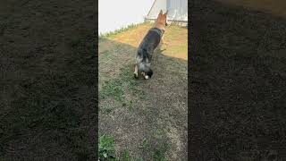 Charlie plays fetch #shorts #germanshepherdpuppy #viraldogsvideos #cutedogs #1kviews #subscribe