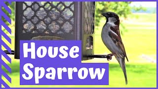 Bird Watching: House Sparrows