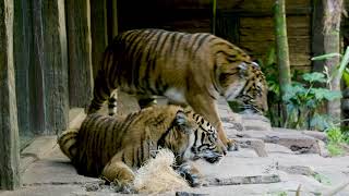 A Tale of Two Tigers - Suka & Nelson at the San Diego Zoo Safari Park