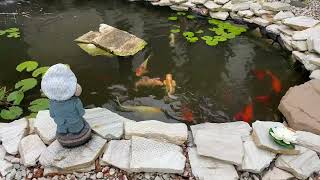 Elegant carp pond, I also want one🥰❤️ 我也想要一個这样的鲤鱼池😡