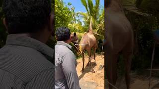 Dancing Rose #trendingvideo #travel #camel #animals #youtube #nature #rajinikanth #comedy #reels