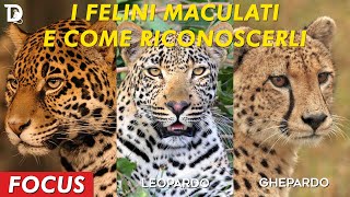 I FELINI MACULATI E COME RICONOSCERLI | 🗃️ 𝐅𝐨𝐜𝐮𝐬 | 📺 𝟷𝚡𝟶𝟹