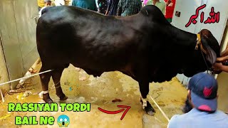 Big Bull Qurabani in 2024 | Rassiyan Tordi 😱 Dangerous Qurbani Animals For Eid UL Adha