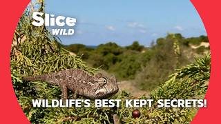 Amazing Animal Tales: Surprising Secrets of Wildlife | SLICE WILD