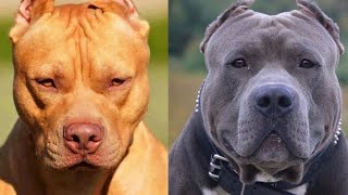 Pit Bull VS Bully XL | Diferenças físicas