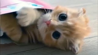 Funny Cats 🥰 Cute and Baby Cats Videos Compilation [Funny Pets]