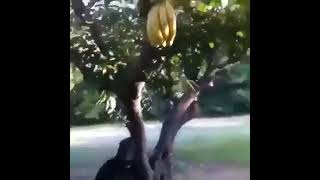 Banana and Macaco