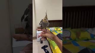 Cockatiel Free Flight Recall Training✨✨#cockatiel #freeflight #recall #training #shorts