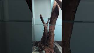 NEW HARDSCAPE, BIG WOOD #fishtank #aquascaping #aquariumhobby #hardscaping #youtubeshorts