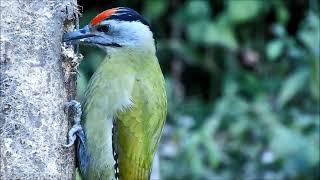 grey headed woodpecker