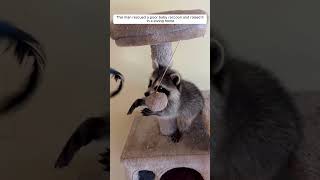 This man rescued a poor baby raccoon and raised it in a loving home #animalshorts #shortvideo