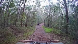 Perentie at Mt Mothar, Gympie