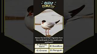 Which bird migrates from the north pole to the south pole and back? #gk