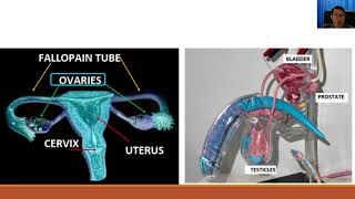 HISTORY TAKING lower ABDOMINAL PAIN CAUSE DIFFERENTIAL