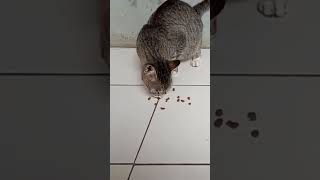 Kucing Hamil Banyak Makan!#shorts