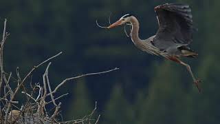 Year 2 Kootenay Connect: Heron Inventory and Stewardship in the Columbia Basin