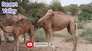 Hungry Camel in Desert || Camel with Calf  || Camel Itching Itself || Desert Camels