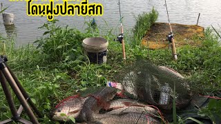 ตกปลาหน้าดินโดนฝูงยี่สกและสูตรเหยื่อ1 ลุงกล้วย