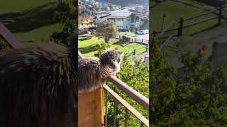 Maine Coon | Mendy sbircia dal balcone🐈‍⬛😺🐦‍⬛🐦