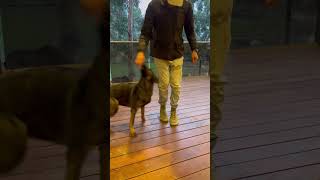 Tricks with Sage the German Shepard