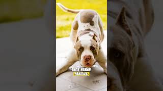 The Truth About American Pit Bull Terriers #pitbulldog #doglovers #animals