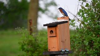 Male Eastern Bluebird Singing - Nest material in his mouth