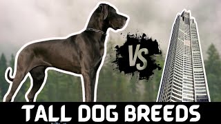 Big Dog Breeds | What You Must Know Before Owning One!