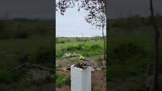 Hungry Friends! #birds #goldfinch #nature #wildlife #animals #cute #feeding #eating #foryou #love