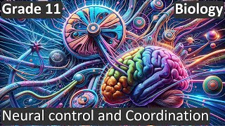 Grade 11 | Biology | Neural control and Coordination | Free Tutorial | CBSE | ICSE | State Board