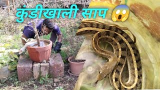 बापरे 😱 झाडाच्या कुंडी खाली साप 😱याच्या लाळेमध्ये आढळते विष?