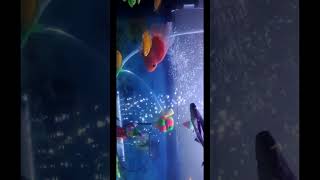 #fishaquarium,#continue movements of Shark Banana cichlid & red parrotfish#youtubevideo