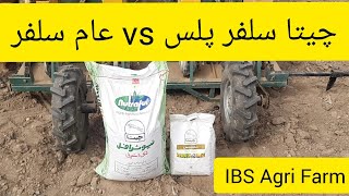 Cheeta Sulphur vs Other Market Standards | چیتا سلفر vs عام سلفر |IBS Agri Farm